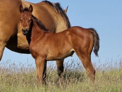 Whiskey Up Go Gos JW<BR>AQHA PENDING